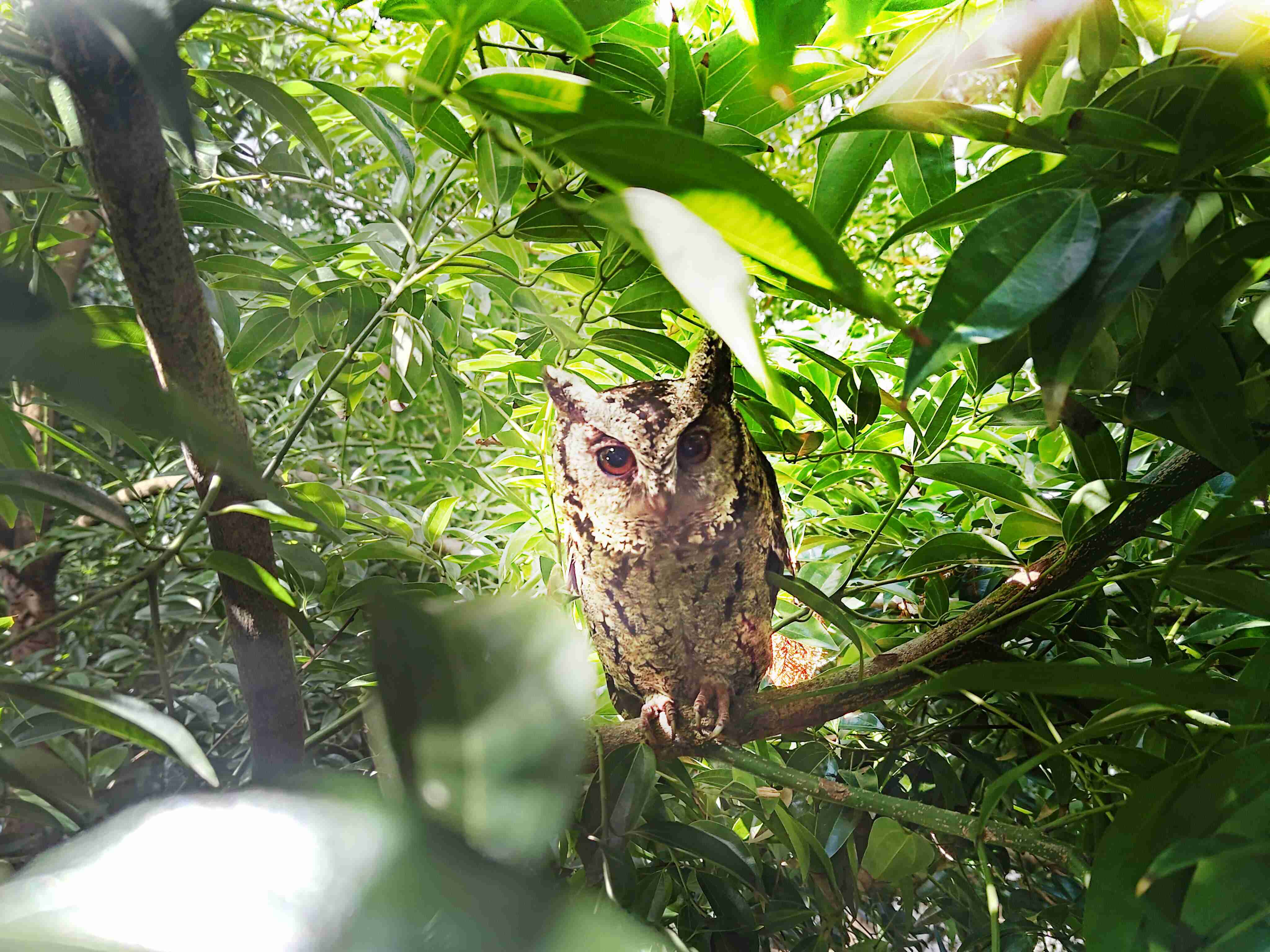 OBPay致力提倡净零绿生活，，，16年以来在全球各厂区植树逾百万棵，，，造就各厂区树木蔚然成林，，，犹如森林工厂，，，，成为许多生物的栖息地